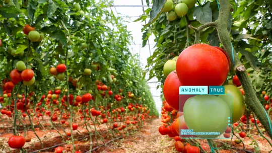 지속 가능한 토마토 재배를 위한 스마트 농업 이미지 프로세싱 솔루션