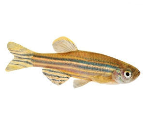 제브라피쉬(zebrafish)의 배아는 모델 유기체로 이상적이게 만드는 다양한 특성을 가지고 있습니다.